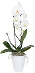 Generic White Phalaenopsis Orchid Plant in Ceramic Pot, Live Indoor Flowering Plant with Multiple Blooms. Everylasting