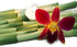 (50 Miami Fresh Orchid Flower OrchidClub USA Sunne Tropical Loose Bloom Head DIY Lei food drink decoration YELLOW