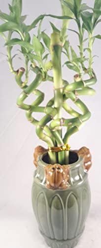 JM BAMBOO Jmbamboo - Live Spiral 6 Style Lucky Bamboo Plant Arrangement w/ Ceramic