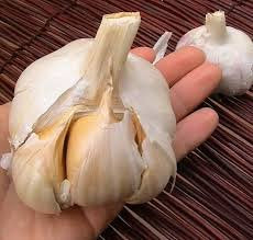 Elephant Garlic 2 Huge Bulbs! Great for Fall Planting! Non GMO Milder