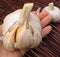 Elephant Garlic 2 Huge Bulbs! Great for Fall Planting! Non GMO Milder
