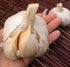Elephant Garlic 2 Huge Bulbs! Great for Fall Planting! Non GMO Milder