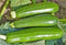 ZUCCHINI SQUASH At The Neighborhood Corner Store ZUCCHINI SQUASH GREEN FRESH PRODUCE FRUIT VEGETABLES PER POUND