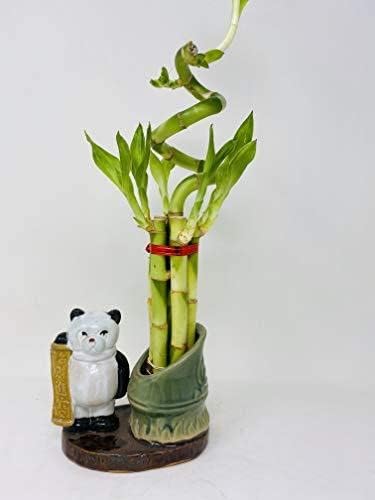 JM BAMBOO Lucky Bamboo - Spiral 7 Style with Panda Ceramic Vase Unique from