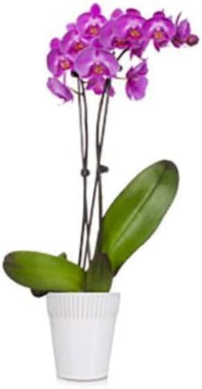 Generic Live Orchid Plant : Purple Phalaenopsis Orchid Plant (18-24 Inches Tall) (1