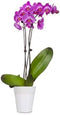 Generic Live Orchid Plant : Purple Phalaenopsis Orchid Plant (18-24 Inches Tall) (1