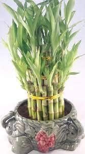 JM BAMBOO Lucky Bamboo Tower in Decorative Elephant Pot Elephants) Unique from Jmbamboo