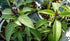 (25+ Pack) Basil Thai Seed - COOL BEANS N SPROUTS Brand - Non-GMO - Home Gardening