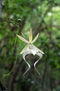 Dendrophylax Lindenii, Ghost Orchid, White Frog Orchid, Palm Polly, Leafless