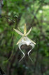 Dendrophylax Lindenii, Ghost Orchid, White Frog Orchid, Palm Polly, Leafless