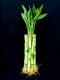 Generic Lucky Bamboo Plant, 10 Stalks, 8 Inches Tall, Fresh Live Indoor Stems