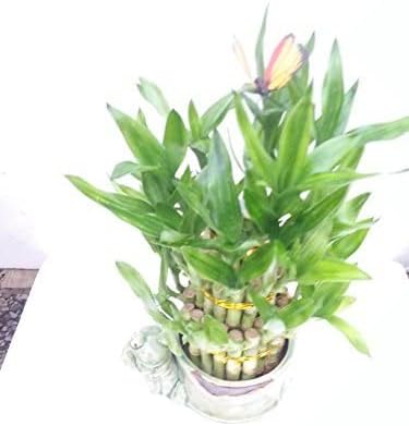jm bamboo Live 3 Layer Cake Lucky Bamboo Plant W/Happy Frog & Handmade Ceramic