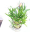 jm bamboo Live 3 Layer Cake Lucky Bamboo Plant W/Happy Frog & Handmade Ceramic