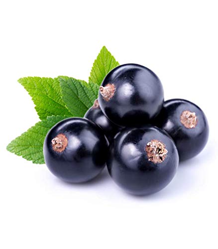12 oz Fancy Black Currant Jelly by Pioneer Valley
