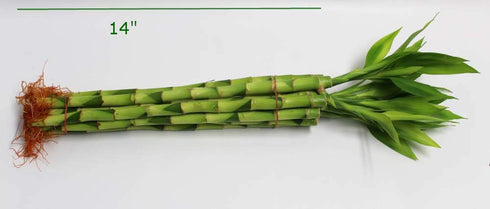 Athena's Garden 14" Lucky Bamboo Stalks with Shoots
