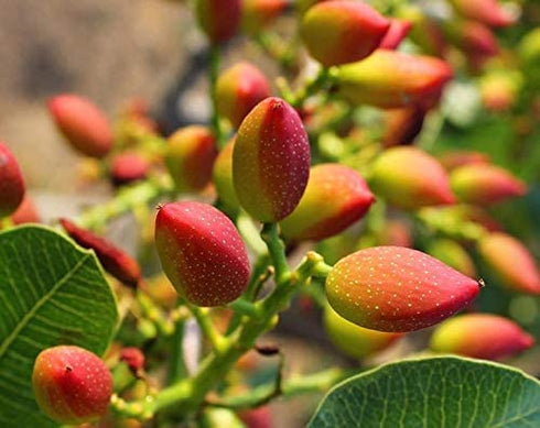 2 Packs. Food to Live No Shell Pistachios, Pounds Unsalted, Kernels, Sirtfood, Bulk. Pistachios Individual Wonderful