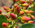 2 Packs. Food to Live No Shell Pistachios, Pounds Unsalted, Kernels, Sirtfood, Bulk. Pistachios Individual Wonderful