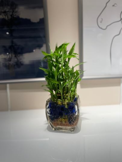 Generic Three-Tier Lucky Bamboo Plant Arrangement with Decorative Blue Marbles