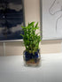 Generic Three-Tier Lucky Bamboo Plant Arrangement with Decorative Blue Marbles