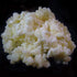 2 TBSP Live Milk Kefir Grains with Probiotic E-book