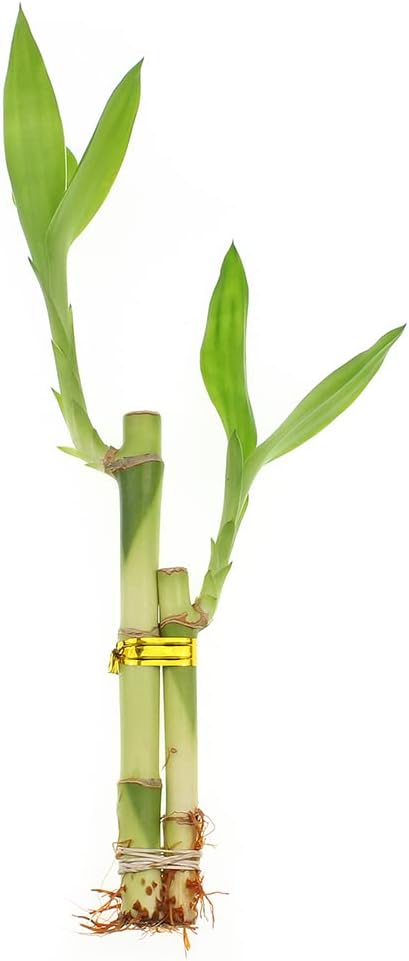 2 4 6 Inches Live Lucky Bamboo Stalk Love Arrangement in Round Green Ceramic Planter - and Lucky Bamboo Indoor Potted
