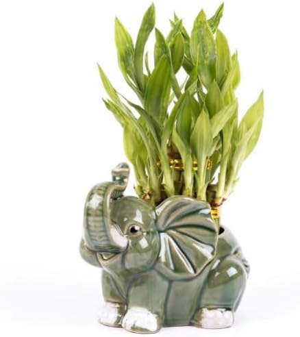 Generic Two Tier Lucky Bamboo Indoor Plant with A White and Green Elephant