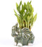 Generic Two Tier Lucky Bamboo Indoor Plant with A White and Green Elephant