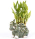 Generic Two Tier Lucky Bamboo Indoor Plant with A White and Green Elephant
