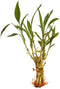 Generic Buy 2 Bunches, Get 1 Free. Bunch of 8 Live Lucky Bamboo