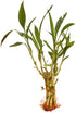 Generic Buy 2 Bunches, Get 1 Free. Bunch of 8 Live Lucky Bamboo