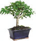 3 4 7 Inches Brussel's Bonsai Live Hawaiian Umbrella Bonsai Tree - Small, Year, to Tall - Indoor Bonsai Tree