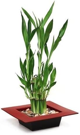 JM BAMBOO Two Tiered Lucky Bamboo - Pot red Unique from Jmbamboo