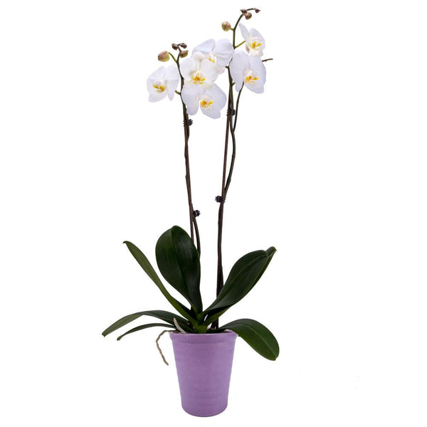 DecoBlooms Premium White 5 Orchid Live Indoor Plant (Modern Pot Included) Grown