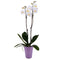DecoBlooms Premium White 5 Orchid Live Indoor Plant (Modern Pot Included) Grown