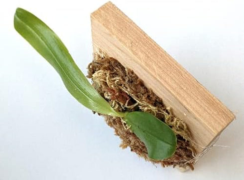 Miniature Phalaenopsis Violacea Orchid on Wood Mount - Indigo Color