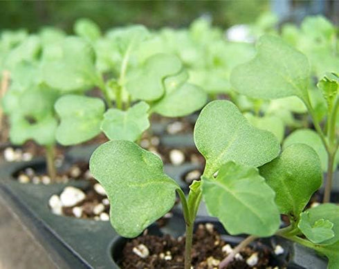 1 Food to Live - Broccoli Seeds for Sprouting, Pound Vegan, Kosher, Sirtfood, Bulk. Rich in Sulforaphane, Vitamin C