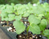 1 Food to Live - Broccoli Seeds for Sprouting, Pound Vegan, Kosher, Sirtfood, Bulk. Rich in Sulforaphane, Vitamin C