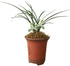 Live Orchid Plants -Easy Care Orchids Air Purifying Live Houseplant Chinese cymbidium