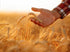 Visit the Store 0.88lbs Hand-pulled Udon noodles (five meals) chewy texture, flour from Kumamoto in Japan, craftsman