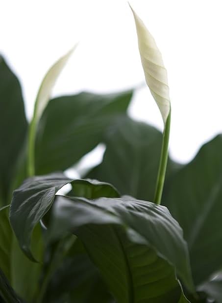 6 inch Large Purifying Peace Lily in Pot - Fall Collection - KaBloom Prime Next Day - Gift for Birthday, Get Well