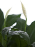 6 inch Large Purifying Peace Lily in Pot - Fall Collection - KaBloom Prime Next Day - Gift for Birthday, Get Well