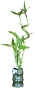 Generic 5-Stalk Live Lucky Bamboo Plant Arrangement with Ceramic Vase for Home, Office and Gift, Easy Care Plant