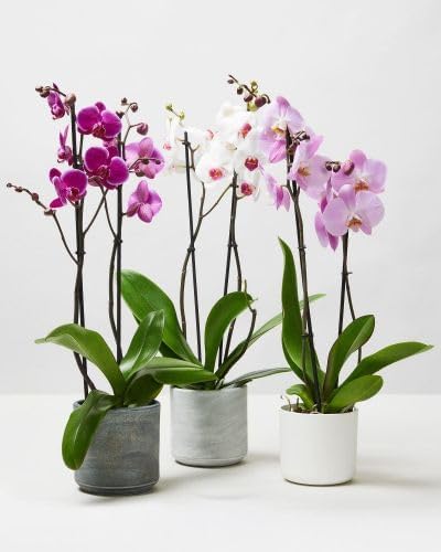 Generic 3.5" 16" Premium Purple Live Orchid Plant Blooming in Blue & White Orchid Pot, Live Plants, Houseplant Gifts
