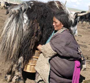 Fresh Himalayas Yak Cheese Hard Rock Small Nuts for Men's - Forget Biting Nail-Keep your mouth Busy, Protein Rich