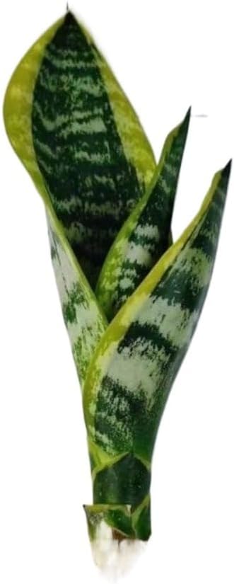 generic Live Variegated Snake Plant Fully Rooted Sansevieria Superba, Low Light Tolerant, Air