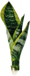 generic Live Variegated Snake Plant Fully Rooted Sansevieria Superba, Low Light Tolerant, Air