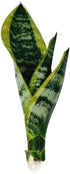 generic Live Variegated Snake Plant Fully Rooted Sansevieria Superba, Low Light Tolerant, Air