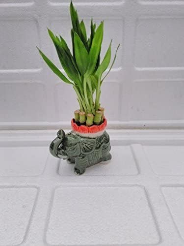 JM BAMBOO Lucky Bamboo- 6'' Arrangement Elephant Favor Unique from Jmbamboo