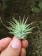 Garden in the City Air Plants Tillandsia Ionantha Small 10 Pack (Grown and Shipped from California)