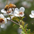 3Bee 400+ Manuka Honey Drops MGO with Ginger & Lemon